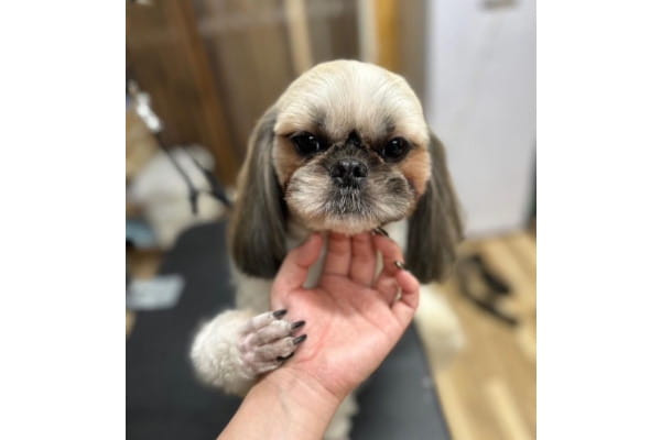 ちびちびハウス