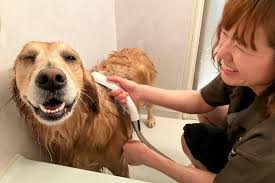 ちびちびハウス