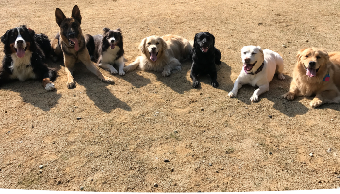 【出張専門】わんわん塾