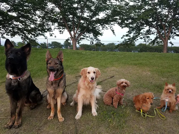 【出張専門】わんわん塾