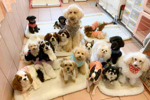 ドッグサロン プチシャン