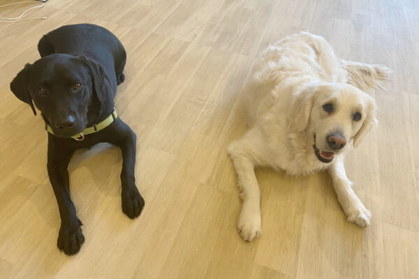 わんちゃんの幼稚園〜Comfy〜