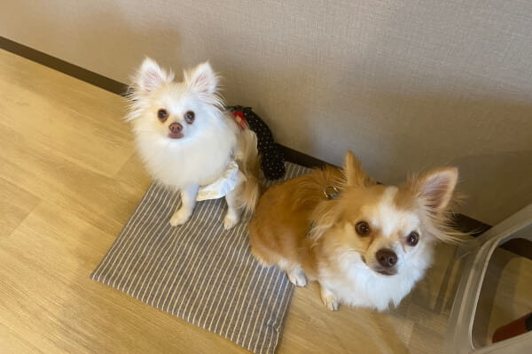 わんちゃんの幼稚園〜Comfy〜