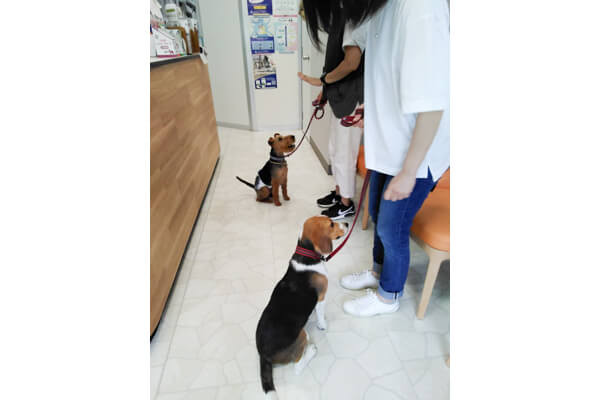箕面外院どうぶつ病院【しつけ方教室】
