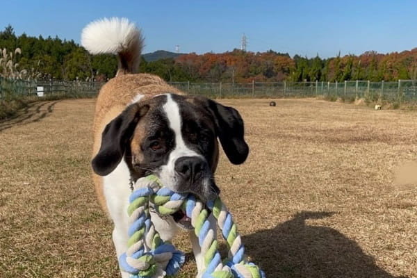 ちびちびハウス