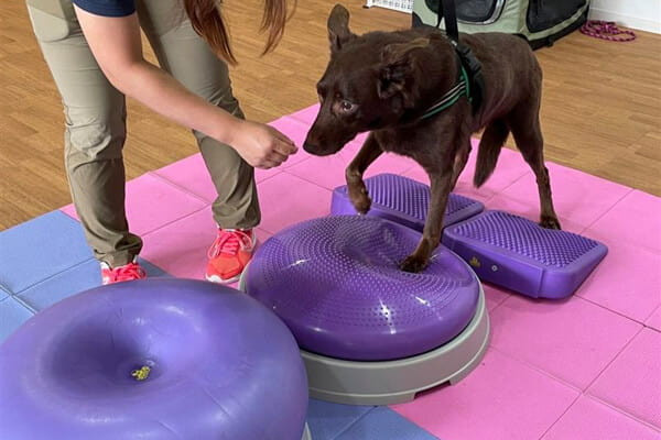 じゃわのしっぽ