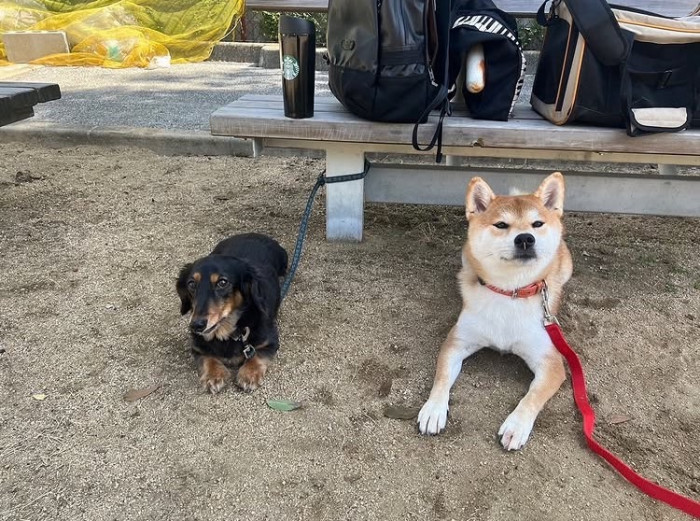 Happy Dog トレーニング