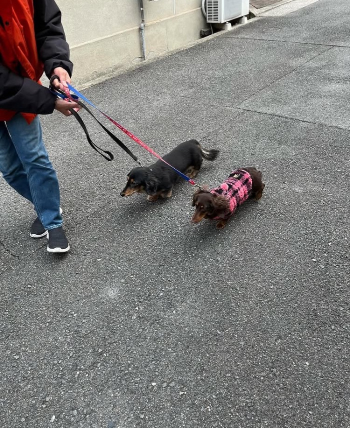 Happy Dog トレーニング