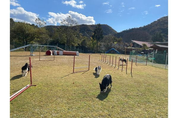 愛犬と飼主さんとのﾏﾅｰ教室 Ready to Run