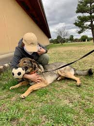 IN & OUT dog training ＆ life assistance