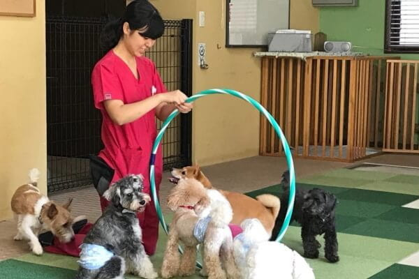 ワンちゃんの学校イン・クローバー