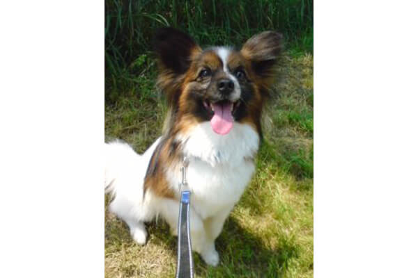 【出張】ドッグレッスンeve