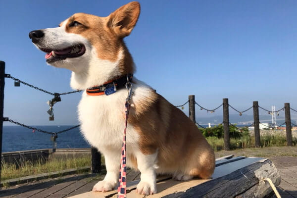 【出張】ドッグレッスンeve