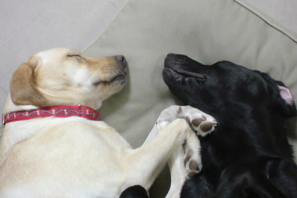 【出張】ドッグレッスンeve