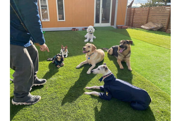 Sunny Dog School
