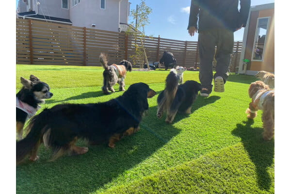 Sunny Dog School
