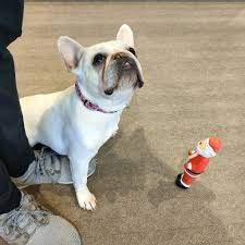 犬と人の学校NOLE