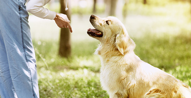 四ツ葉ドッグスクール