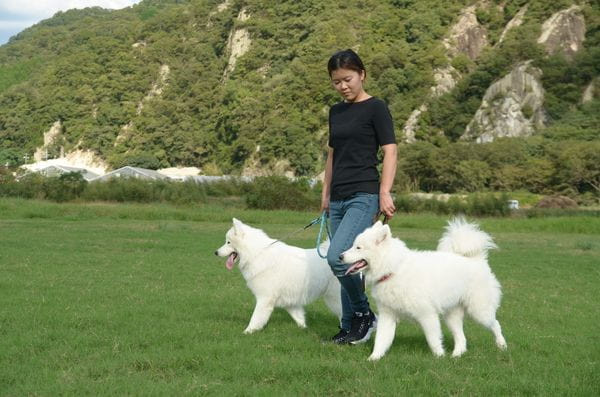 ゆみば愛犬訓練所