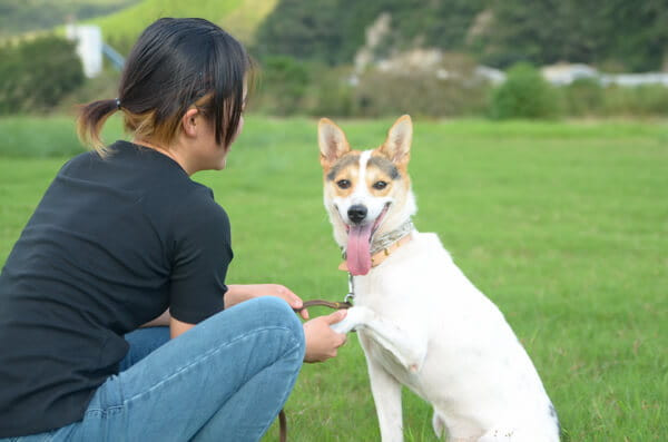 ゆみば愛犬訓練所