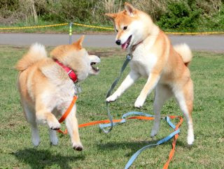 ドッグスクール ユナイテッド