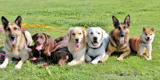 ドッグスクール ユナイテッド