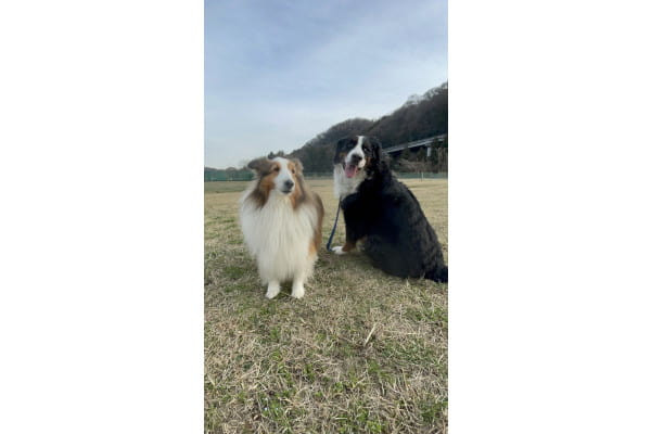 ドッグスクール 絆