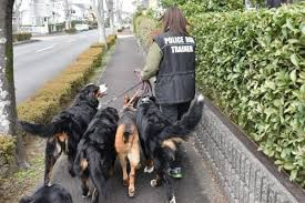 ドッグスクール 絆