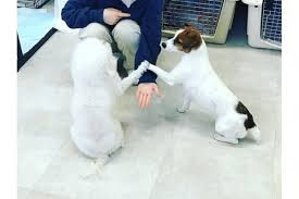 ペットサロン Etoile