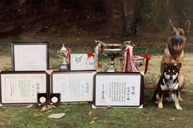 金沢ドッグトレーナー