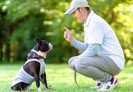 家庭犬出張トレーニング4111よいわんわん