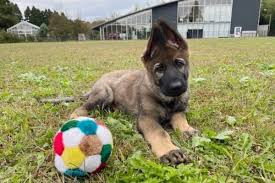 ドックトレーニングフリル【出張専門】