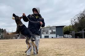 ドックトレーニングフリル【出張専門】