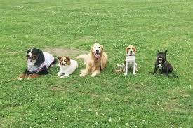 犬の家庭教師 JACK dog school