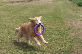 犬の家庭教師 JACK dog school