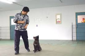 水戸市の犬のしつけ教室・ペットホテル ワンダフルパートナー