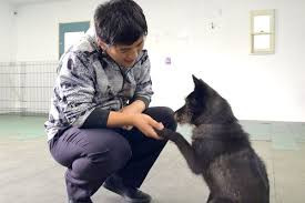 水戸市の犬のしつけ教室・ペットホテル ワンダフルパートナー