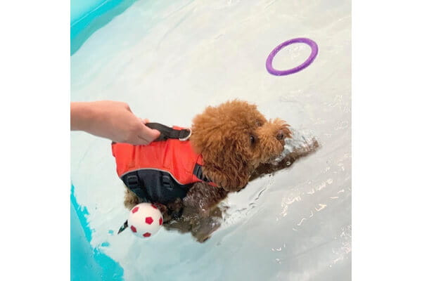 犬の保育園&介護デイサービス ペッパーハウス