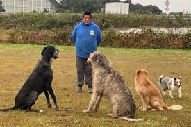 ドッグスクールZERO