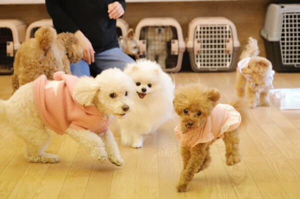 犬のほいくえんPee-Ka-Boo 九条店