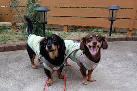 【出張専門】ペット・サービス もふもふ