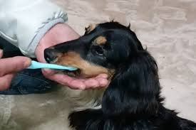 【出張専門】ペット・サービス もふもふ