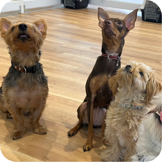 犬のための幼稚園 bonne puppy 弁天町店