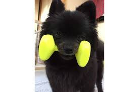 ドッグトレーニングアポロ