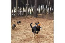 ドッグトレーニングアポロ