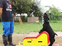 公認訓練士 矢野麻衣子