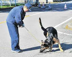 前橋第一警察犬訓練所