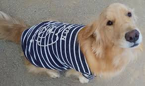 前橋第一警察犬訓練所