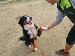 エレナドッグスクール