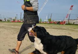 エレナドッグスクール